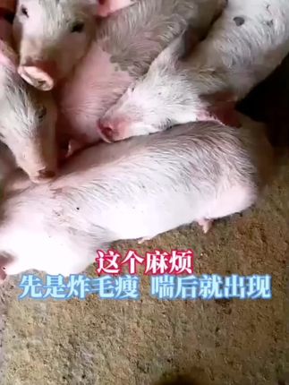 蓝耳圆环副猪猪瘟 炸毛消瘦露骨就喂,肚子呼哒喘后再出现这样基本无解#蓝耳圆环 #蓝耳圆环副猪 #蓝耳圆环副猪温 #断奶仔猪炸毛消瘦
