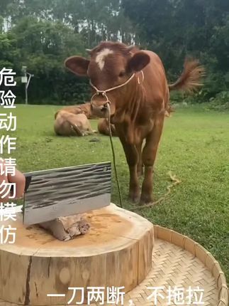 好用的菜刀#菜刀厨具 #厨房菜刀 #好物推荐 #菜刀 @DOU+上热门