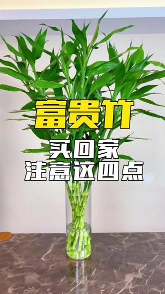4招教你富贵竹快速生根不黄叶 富贵竹的养护详解!养护过程需要注意什么呢?用什么水养?几天换水?#水培富贵竹#绿植花卉#养花小知识 #富贵竹