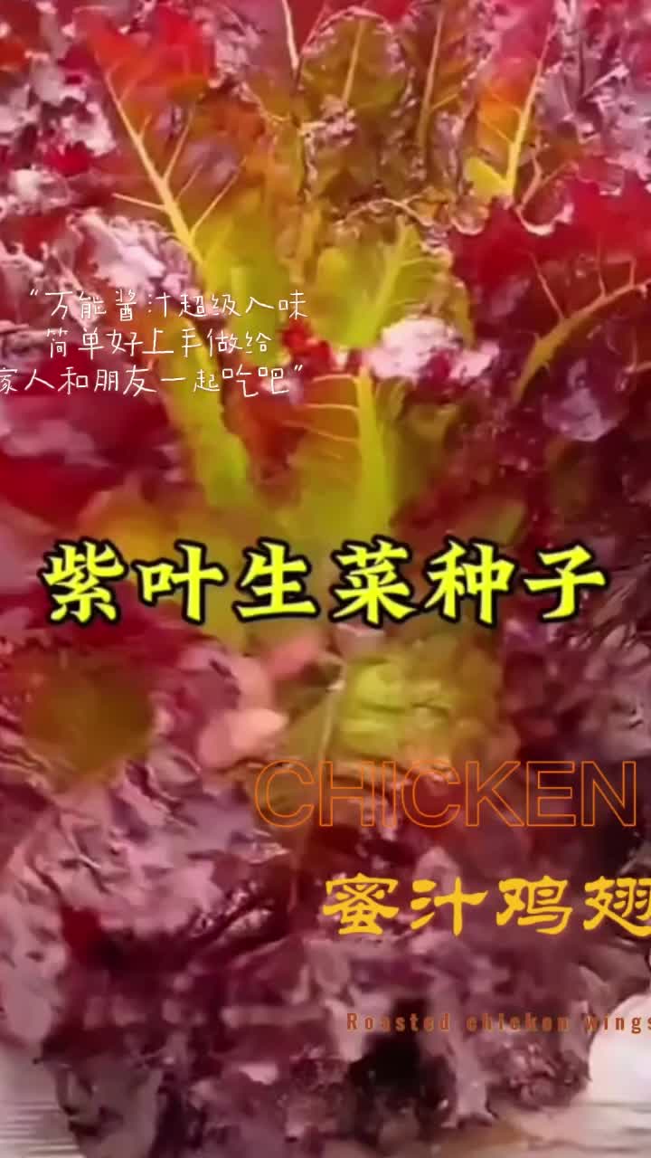 紫叶生菜种籽紫色沙拉菜意大利生菜春夏阳台庭院#紫叶生菜#家庭种植 #种菜 #厂家正品种子