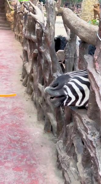 跟着动物学成语#成语累积#词语累积