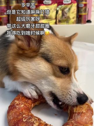 毛孩子也是孩子呀,也爱吃零食,最爱吃带肉肉的磨牙零食啦#麦富迪鸡肉牛皮圈 #新手养狗