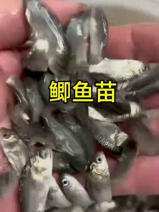 #水产养殖技术 #高密度养鱼 #四大家鱼养殖 #好货推荐 #水产 中科五号鲫鱼苗