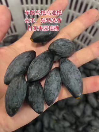 车酸乌榄乌油榄 长条,独特浓香 自家果园现摘#价格美丽 #原产地 #好货推荐 #农村特色美食 #土特产