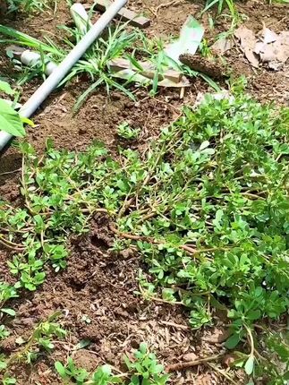 除草小耙子  多功能农用种菜松土拔草工具
