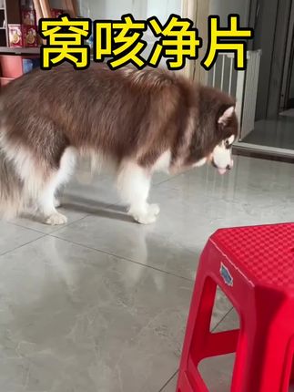 #萌宠出道计划 #宠物vlog #萌宠推荐官 #不养狗不知道养狗的乐趣 #毛孩子的日常