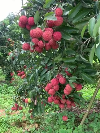 【五斤彩箱装】顺丰冷链桂味广西正宗老树当季新鲜采摘产地直发鲜甜#桂味荔枝 #桂味荔枝是最好吃的荔枝吗 #桂味荔枝上市了 #荔枝 #荔枝熟了