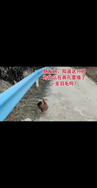 鸡的鼻孔为什么要插羽毛?