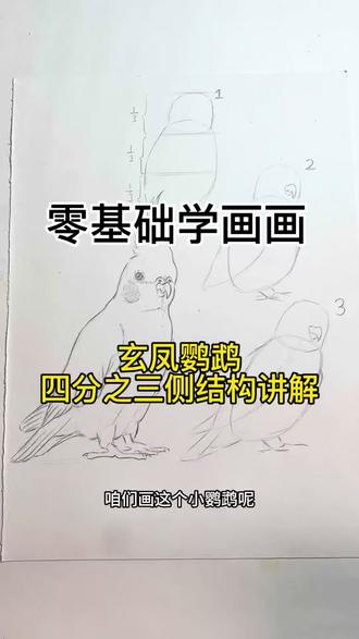 玄凤鹦鹉画法 #跟着抖音学画画 #绘画教程#零基础学画画 #画画#玄凤鹦鹉
