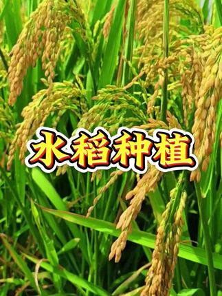 白露到秋分、关键的15天、千万要注意了 #水稻种植 #种水稻 #三农 #种植技巧