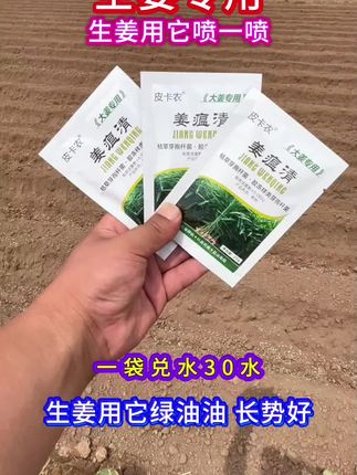 生姜种植 #生姜干尖黄叶 #生姜专用#三农