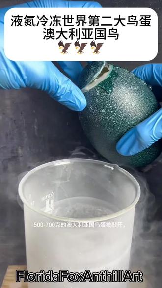 澳大利亚国鸟蛋与液氮的碰撞#解压 #鸸鹋蛋 #科普 #液氮