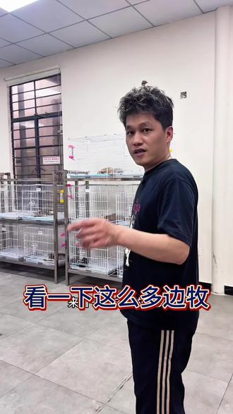 看看这么多的边牧 颜色齐全#广州边牧犬#咖啡色边牧#丁香色边牧#黑白边牧#陨石边牧