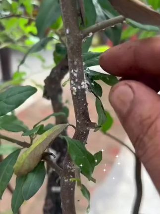 专灭蚧壳虫#绿植盆栽花卉 #蚧壳虫怎么治