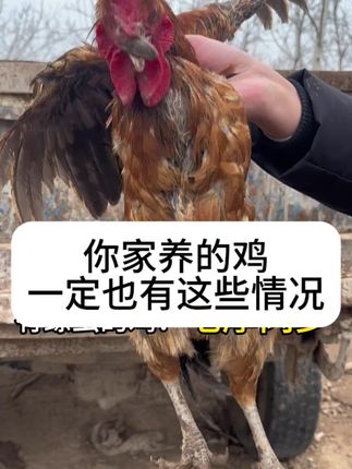 #养鸡人#鸡鸭鹅养殖#鸡驱虫#养鸡技术#内外净