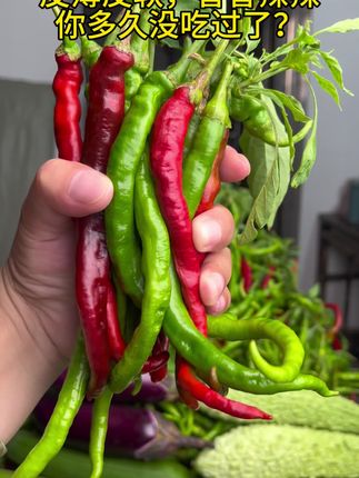 湖南邵阳隆回本地辣椒,皮薄皮软香香辣辣#三农 #辣椒🌶 #无辣不欢的吃货 #农产品 #下饭菜