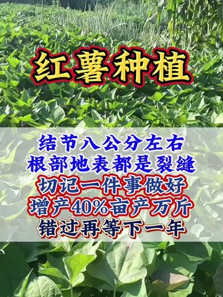 #红薯种植 #红薯 #红薯大丰收 #红薯膨大控旺