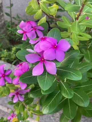 DiCHU/涤初甄选【鞋袜祛味】除鞋内异味脚鞋子除菌除臭喷雾鞋