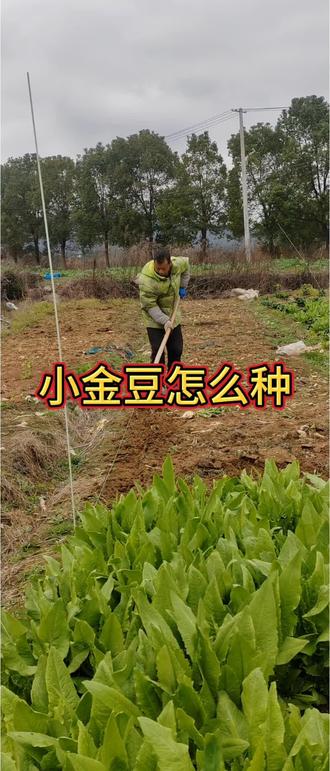 看看我小金豆怎么种#小金豆种子#小金豆 #四季豆 #小金豆种植 #学种菜