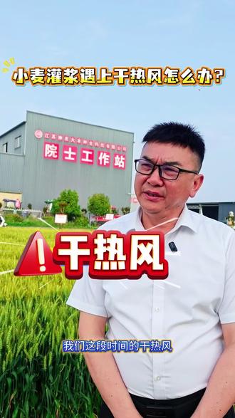 灌浆期遇上干热风?小麦怎么应对?🤔#小麦 #小麦种植 #小麦管理 #小麦田间管理