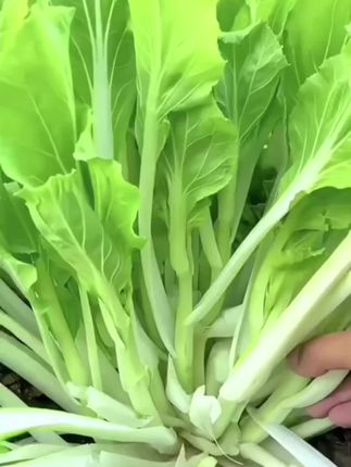 #蔬菜种子 #在家种菜 #白菜苔种子 #绿色蔬菜 #优质农产品