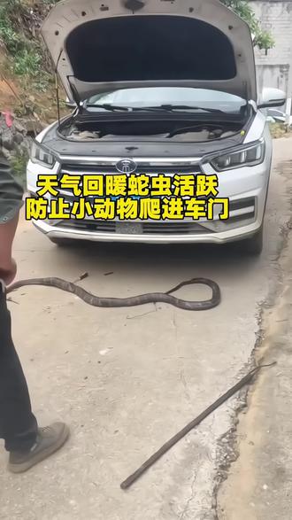 天气回暖蛇从活跃,防止小动物爬进车门 #汽车知识#每天一个用车知识