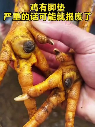 #斗鸡#高质量斗鸡#斗鸡养殖#斗鸡养殖技术#斗鸡文化