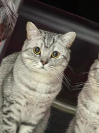 好有爱好喜欢,与猫咪相拥合照ai指令 教程来啦!#豆包p图指令宠物合照指令 ai生成自己和宠物的合照#和宠物合 合照教程来啦!和自家萌宠合照!#豆包P图指令#和宠物合照#豆包ai