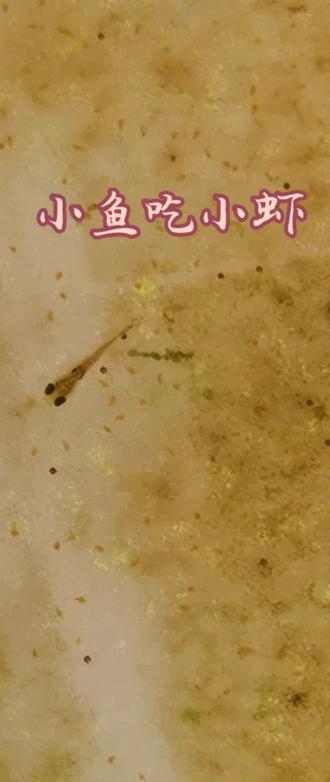 最小的鱼吃最小的虾#养鱼日记