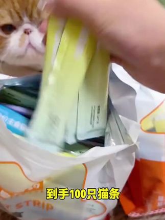 猫条