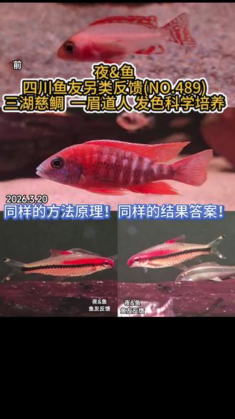 夜&鱼—雷龙鱼帆尾 发色科学培养鱼友另类反馈案例! 夜&鱼
四川鱼友另类反馈(NO.489)
三湖慈鲷 一眉道人
一年前,兄弟第一次为我们带来了灯鱼的发色反馈案例!一年后的今天,他的三湖慈鲷和一眉道人又再一次对我们的方法理念和培养用品做出了最好的验证!
不同品种的鱼一定会有不同的饲养方法和技巧!但是发色科学培养的方法原理却具有跨鱼种的通用性!
N9幻彩精华用目前已知最好的天然虾青素与鱼只色素细胞蛋白形成最高效 最稳定的结合!N8保障维生素A不缺乏!确保虾青素类胡萝卜素有一个最高效的发色利用率!
二者强强联合!无论你养的是雷龙还是其他鱼种,它们都将是你在不借助激素和色素的情况下,通过科学培养的方式,打造爱鱼极致发色表现的不二选择!
点个关注!点个赞~我们下期再见!
#三湖慈鲷 #一眉道人 #雷龙鱼发色 #雷龙鱼怎么养 #波光N9幻彩精华