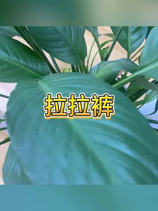 #纸尿布#拉拉裤#好物推荐🔥