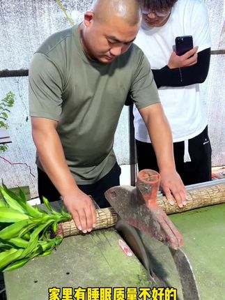 #巴西木 放在室内好养易活,平时浇浇水就能养好