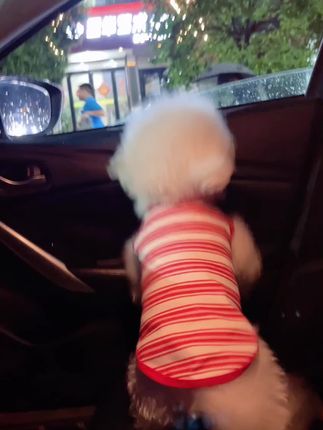 #不养狗不知道养狗的乐趣 #狗狗陪伴 #比熊犬 算了。给你们不养狗的人说不清楚。🤗