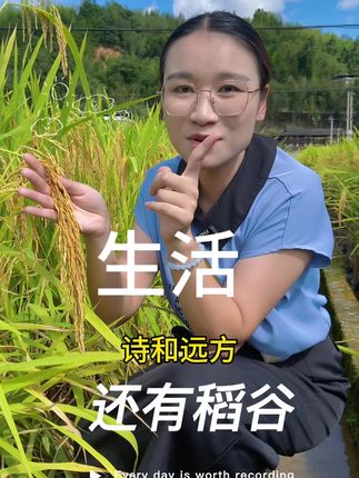 稻谷熟了,家人们有回家收稻谷吗,人生除了诗和远方还有眼前的稻谷#大米 #乡村味道 #过山香大米 #我的乡村生活 #三农