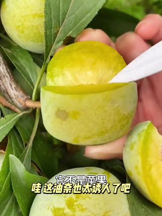 【顺丰京东快递】福建油奈脱骨李子脆爽酸甜多汁新鲜采摘直达4.5斤