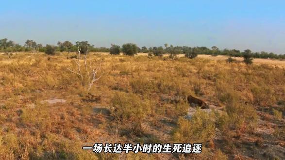 我是假的,但爱是真的#动物科普 #动物世界 #非洲野犬 #抖音精选