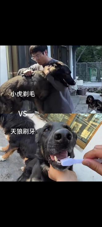 小虎剃毛跟天狼刷牙难度系数都是五颗星,不愧是甲亢两口子#骏良 #虎狼夫妇 #门头沟小狗 @骏良 @骏良小助理(厨师长版)