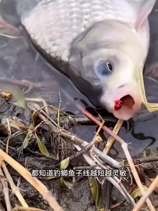 #快挂短子线双钩 #子线双钩 #子线防缠绕 #户外钓鱼 #超便宜超划算