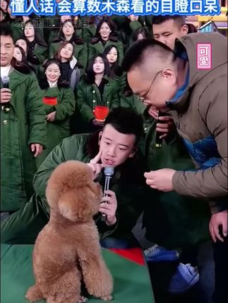 狗狗也来木森大舞台了?小哥真的太聪明了,木森都被震惊刀了!#小狗 #多才多艺 #户外直播现场 #木森大舞台 #木森