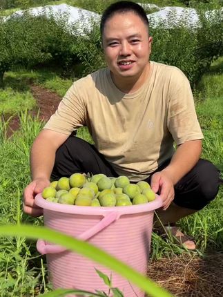 青脆脱骨李成熟了,又脆又甜#李子熟了 #脱骨李 #青脆李