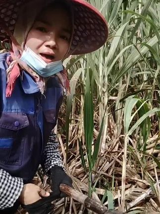 剥甘蔗叶刀懂得随机应变真的很好用