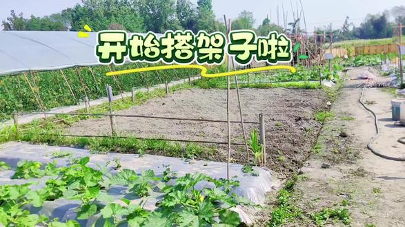 #记录我的种植生活 #种瓜得瓜 #小院种菜 #有机蔬菜 #搭架子种菜
记录我的小菜园,给菜苗搭上架子~