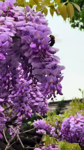 狮子林:紫藤绘就春日绮梦
“紫藤挂云木,花蔓宜阳春。密叶隐歌鸟,香风留美人。”春日的狮子林,恰是诗中胜景的鲜活写照。
迈入园林,满目姹紫嫣红,最惹眼的当属那紫藤花。花穗硕大饱满,沉甸甸地垂落,紫中透蓝,仿若精心晕染的绸缎,在暖阳轻抚下,熠熠生辉,灿若云霞,肆意绽放着春日的蓬勃朝气。其旁,绿树叶舒展,翠意欲滴,似在为紫藤的烂漫铺陈底色;红枫摇曳,炽热如火,于一片紫绿间添一抹明艳。三者交织,勾勒出独属于狮子林的绿红紫“三色”奇景,既有江南园林的温婉,又不失热烈奔放。清风徐来,花香四溢,引得鸟儿欢歌,美人驻足,时光仿若定格,只沉醉于这藤花盛景,不舍移步。#苏州园林 #狮子林 #狮子林紫藤 #手机摄影