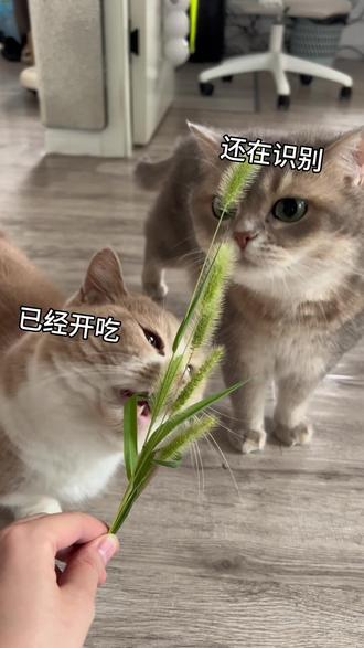 路边的狗尾巴花 我采采采