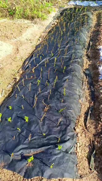 #黑土的乡愁 黑土里滚大的娃,名儿里带着的秋,早已融进骨血。收拾厂里的空地种菜,一锹一锄翻弄泥土,指尖触到黑土的瞬间,就想起二十多年前老家的秋收,想起父亲。那时收水稻、拔花生,全靠手工,父亲总最先起身,扛着农具走在田埂上,弯腰劳作的背影,是我童年最深刻的模样。他从不多言,只默默耕耘,用汗水教我一分耕耘一分收获的道理。如今我也学着他的样子低头做事,把日子过成了曾经向往的安稳,厂里的菜园一茬茬收获,满是踏实的甜。可父亲已不在,躬身侍弄菜苗时,总忍不住回头望,身后再无那个等我的身影,再也听不见他朴实的叮嘱。他走了,却把耕耘的踏实、做人的本分刻进了我骨子里,那片黑土,那段岁月,还有父亲的爱,永远是我心底最温暖的念想,支撑着我一直踏实往前走。#污水处理厂 #污水处理 #我的乡村生活