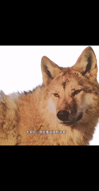 购买重返狼群教程必看!希望大家把热度顶上去,别让更多人踩坑!