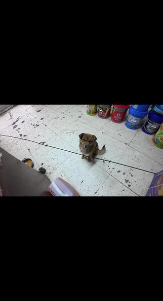 潍柴wp2.3n发动机丢水,故障点找到!