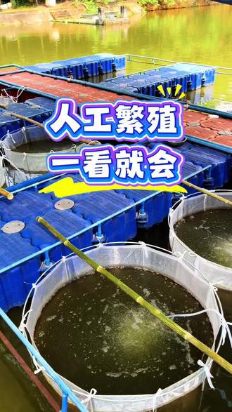 鱼苗人工繁殖 一看就会的教程
#真实生活分享计划 #三农 #水产养殖 #鱼苗 #蓉晖渔业
