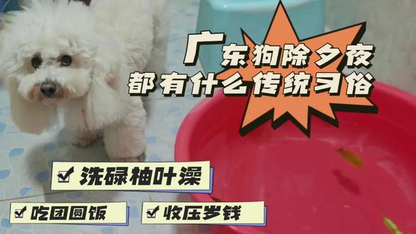 【广东除夕限定】小狗的年味仪式感 在广东过年
小狗也要洗香香过新年🛁
每年都会特别准备柚子叶水
洗走霉运 旺旺一整年🍊
年夜饭加餐啦!
清远鸡肉安排上🍗
看着小狗快乐吃饭的样子
比烟花还要灿烂🎆
最开心的是
外公外婆舅舅舅妈轮流发红包🧧
你家小狗今天收到多少压岁钱呀?
评论区晒出来让我酸一酸🍋#除夕 #广东 #传统习俗 #仪式感 #压岁钱